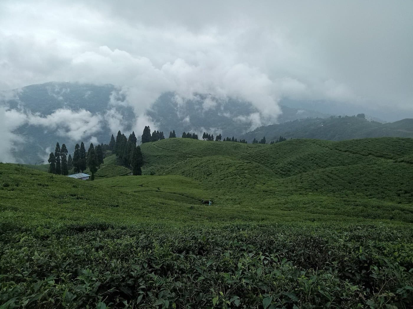 Ilam Hand-Rolled Green Tea